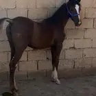 مهره شعبيه فاخره