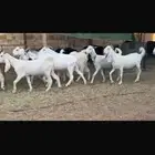 عرض بيع معز مضاريع شرط سونار