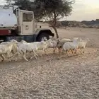 غنم(القاعه)