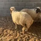 طليان نعيم