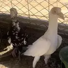 حمام كارير للبيع