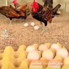 بيض مخصب سبرايت زينه