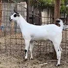 جفر بيشيه فاخره