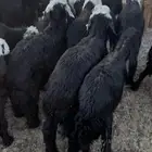 للبيع بهم نجد