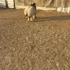 للبيع هرافى نعيم طلي ورخل