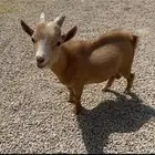 ماعز قزم