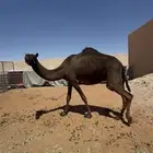 ضريبه مجهم طيبه نظيفه مسحوب ولدها قبل اسبوع