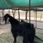 تيس فحل عارضي فاخر للبيع