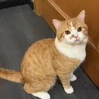 قط بلدي مفقود حي الزهراء
