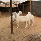 حريات دفيع تم البيع