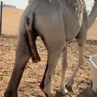قعود مفرود تام