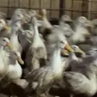 بيض بط بكيني سوبر جامبو مخصب للفقاسات بسعر 40 ريال