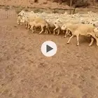 غنم مراح حرش جبره وجروم طيبه دفيع ومضاريع