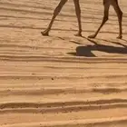 بكارر طيبات