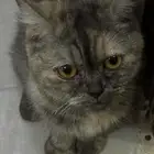 قطه في جده