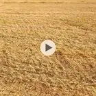 مزرعه لليجار ذره جيزانيه للغنم