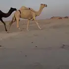 وضحا ضروبه