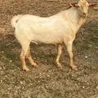 فحل املح