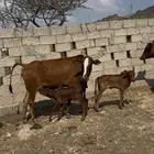 بقر مقنئ رعويه