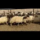 غنم نعيم دفيع