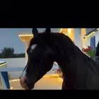 حصان شعبي فاخر