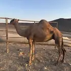 ناقة حمر