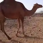 ناقه