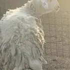 فحل حري مشروط