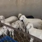 غنم نعيم وحريات