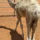 قعود قصب
