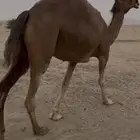 ناقه  تم البيع
