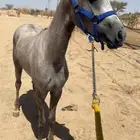 Foal Ahwa and Popular Sale