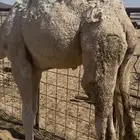 مطلوب حشوو حليب ولاتربيه مقافيل شحم