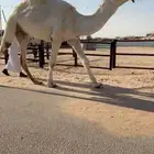 للبيع بعير اوضح
