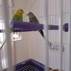 عصافير كناري ذكر وانثى