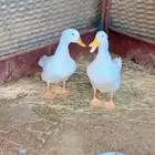 بط للبيع