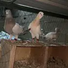 حمام ريحني