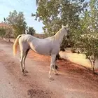 فرس كحيلة كروش لقاح   مهره