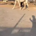 لقحه جذعه نادره قويه