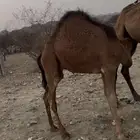 الشميسي مكة الإيواء