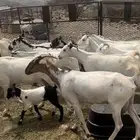 ماعز للبيع