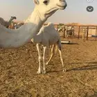 بكره ضروبه طيبه وضحى