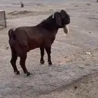 فحل كلهاري بيور دم صافي من مزرعة الباهلي شرط صحة وسلامه