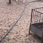 للبيع رخال مقنى