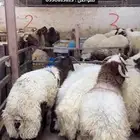 خروف نعيمي
