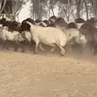 غنم نعيم فاخره