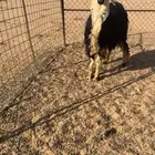 خروف نجدي ثني