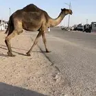 خفوت مجهم طيبه