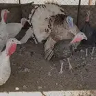 دجاج رومي منتج