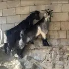 تيوس للبيع جذعان